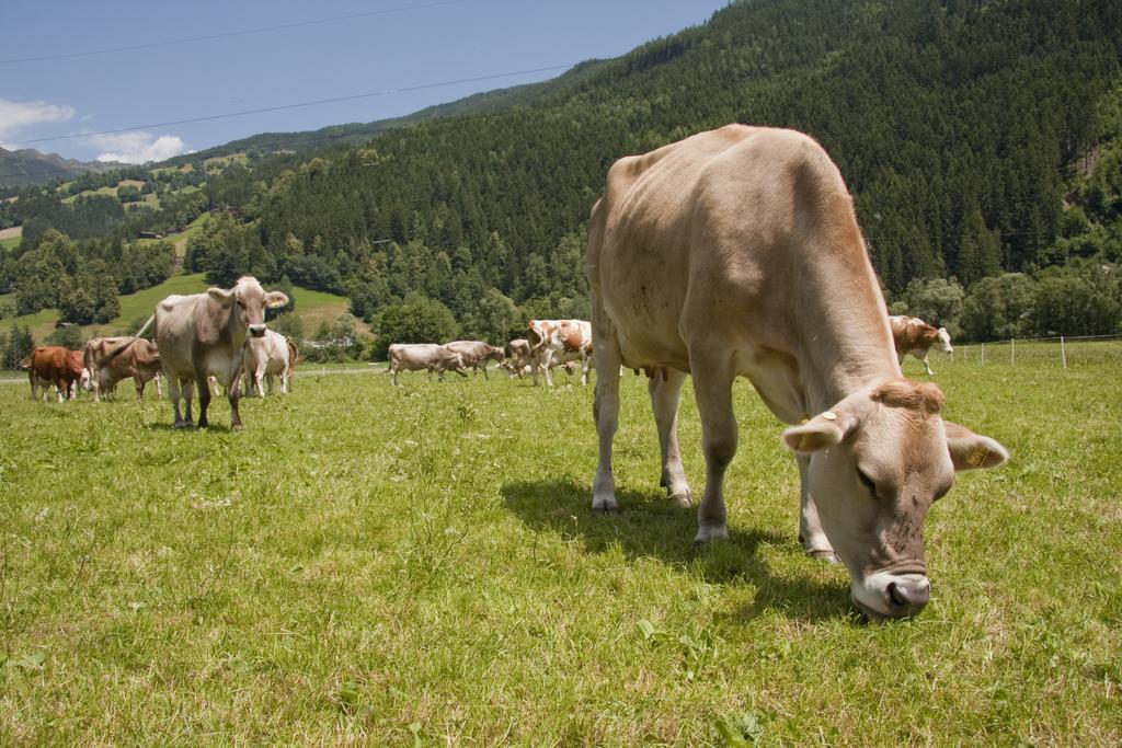 Martlerhof Apartment Aschau Im Zillertal ภายนอก รูปภาพ